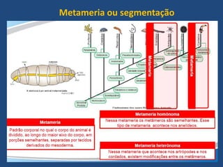 Metameria ou segmentação
 