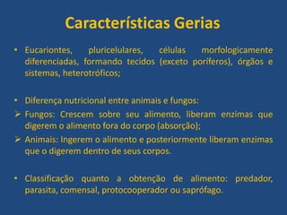 Características Gerias
• Eucariontes, pluricelulares, células morfologicamente
diferenciadas, formando tecidos (exceto poríferos), órgãos e
sistemas, heterotróficos;
• Diferença nutricional entre animais e fungos:
 Fungos: Crescem sobre seu alimento, liberam enzimas que
digerem o alimento fora do corpo (absorção);
 Animais: Ingerem o alimento e posteriormente liberam enzimas
que o digerem dentro de seus corpos.
• Classificação quanto a obtenção de alimento: predador,
parasita, comensal, protocooperador ou saprófago.
 