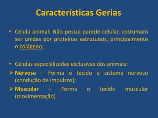 Características Gerias
• Célula animal: Não possui parede celular, costumam
ser unidas por proteínas estruturais, principalmente
o colágeno;
• Células especializadas exclusivas dos animais:
 Nervosa – Forma o tecido e sistema nervoso
(condução de impulsos);
 Muscular – Forma o tecido muscular
(movimentação)
 