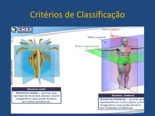 Critérios de Classificação
 