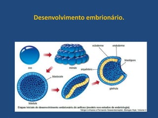 Desenvolvimento embrionário.
 