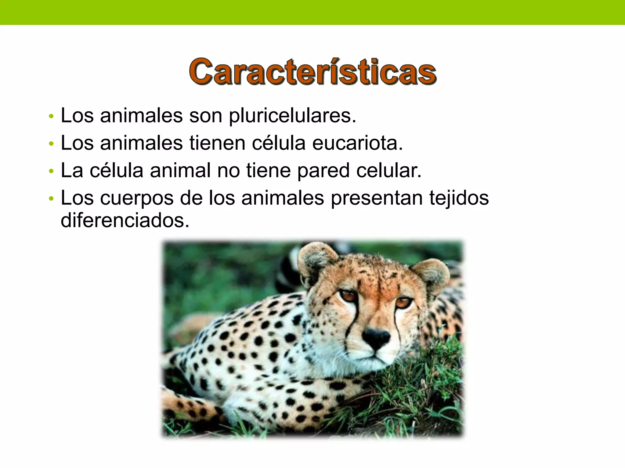 Reino animal. | PPTX