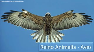 Reino Animalia - Aves 
Esmerilhão (Falco columbarius) 
 