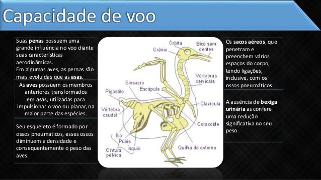 Resultado de imagem para adaptações das aves para o voo
