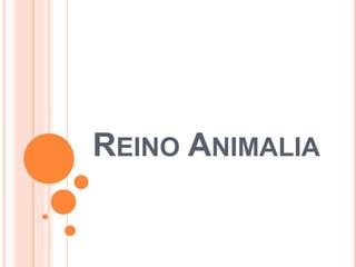 REINO ANIMALIA
 