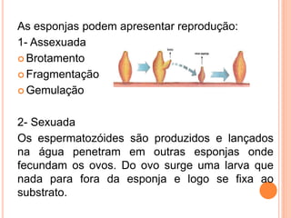 As esponjas podem apresentar reprodução:
1- Assexuada
 Brotamento

 Fragmentação

 Gemulação



2- Sexuada
Os espermatozóides são produzidos e lançados
na água penetram em outras esponjas onde
fecundam os ovos. Do ovo surge uma larva que
nada para fora da esponja e logo se fixa ao
substrato.
 