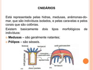 CNIDÁRIOS

Está representada pelas hidras, medusas, anêmonas-do-
mar, que são indivíduos isolados, e pelas caravelas e pelos
corais que são colônias.
Existem basicamente dois tipos morfológicos de
indivíduos:
 Medusas – são geralmente natantes;

 Pólipos – são sésseis.
 
