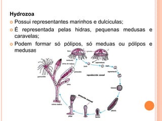 Hydrozoa
 Possui representantes marinhos e dulciculas;

 É representada pelas hidras, pequenas medusas e
  caravelas;
 Podem formar só pólipos, só meduas ou pólipos e
  medusas.
 