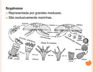 Scyphozoa
 Representada por grandes medusas;

 São exclusivamente marinhas.
 