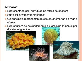 Anthozoa
 Representada por indivíduos na forma de pólipos;

 São exclusivamente marinhos;

 Os principais representantes são as anêmonas-do-mar e
  corais;
 Reproduzem-se sexuadamente ou assexuadamente por
  divisão longitudinal.
 