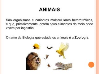 ANIMAIS

São organismos eucariontes multicelulares heterotróficos,
e que, primitivamente, obtêm seus alimentos do meio onde
vivem por ingestão.

O ramo da Biologia que estuda os animais é a Zoologia.
 