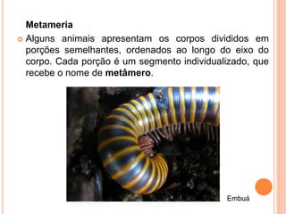 Metameria
 Alguns animais apresentam os corpos divididos em
  porções semelhantes, ordenados ao longo do eixo do
  corpo. Cada porção é um segmento individualizado, que
  recebe o nome de metâmero.




                                             Embuá
 