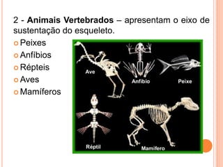 2 - Animais Vertebrados – apresentam o eixo de
sustentação do esqueleto.
 Peixes

 Anfíbios

 Répteis

 Aves

 Mamíferos
 