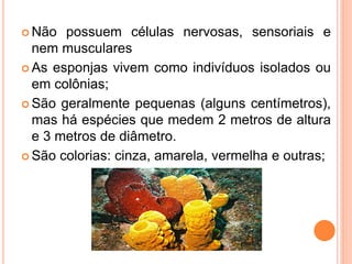  Não  possuem células nervosas, sensoriais e
  nem musculares
 As esponjas vivem como indivíduos isolados ou
  em colônias;
 São geralmente pequenas (alguns centímetros),
  mas há espécies que medem 2 metros de altura
  e 3 metros de diâmetro.
 São colorias: cinza, amarela, vermelha e outras;
 