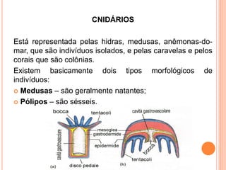 CNIDÁRIOS

Está representada pelas hidras, medusas, anêmonas-do-
mar, que são indivíduos isolados, e pelas caravelas e pel...