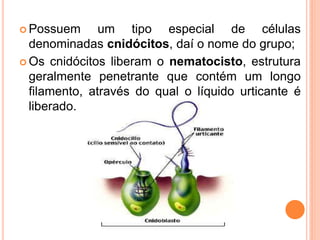  Possuem      um tipo especial de células
  denominadas cnidócitos, daí o nome do grupo;
 Os cnidócitos liberam o nemato...