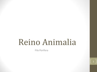 Reino Animalia
    Filo Porifera



                    1
 