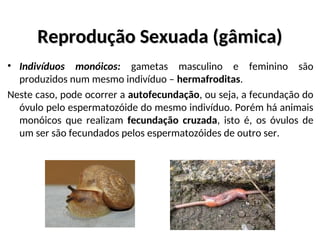 Reprodução Sexuada (gâmica)
Reprodução Sexuada (gâmica)
• Indivíduos monóicos: gametas masculino e feminino são
produzidos num mesmo indivíduo – hermafroditas.
Neste caso, pode ocorrer a autofecundação, ou seja, a fecundação do
óvulo pelo espermatozóide do mesmo indivíduo. Porém há animais
monóicos que realizam fecundação cruzada, isto é, os óvulos de
um ser são fecundados pelos espermatozóides de outro ser.
 