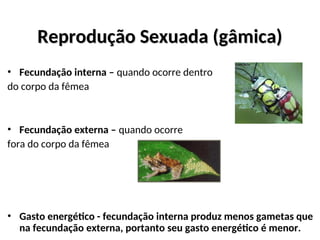 Reprodução Sexuada (gâmica)
Reprodução Sexuada (gâmica)
• Fecundação interna – quando ocorre dentro
do corpo da fêmea
• Fecundação externa – quando ocorre
fora do corpo da fêmea
• Gasto energético - fecundação interna produz menos gametas que
na fecundação externa, portanto seu gasto energético é menor.
 