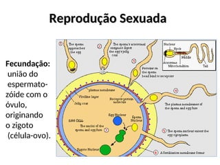 Reprodução Sexuada
Reprodução Sexuada
Fecundação:
união do
espermato-
zóide com o
óvulo,
originando
o zigoto
(célula-ovo).
 