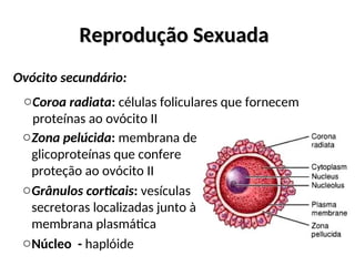 Reprodução Sexuada
Reprodução Sexuada
Ovócito secundário:
oZona pelúcida: membrana de
glicoproteínas que confere
proteção ao ovócito II
oGrânulos corticais: vesículas
secretoras localizadas junto à
membrana plasmática
oNúcleo - haplóide
oCoroa radiata: células foliculares que fornecem
proteínas ao ovócito II
 