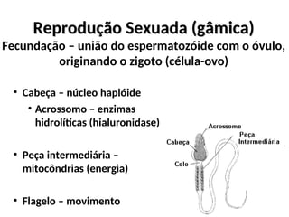 Reprodução Sexuada (gâmica)
Reprodução Sexuada (gâmica)
Fecundação – união do espermatozóide com o óvulo,
originando o zigoto (célula-ovo)
• Cabeça – núcleo haplóide
• Acrossomo – enzimas
hidrolíticas (hialuronidase)
• Peça intermediária –
mitocôndrias (energia)
• Flagelo – movimento
 