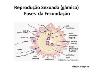 Reprodução Sexuada (gâmica)
Reprodução Sexuada (gâmica)
Fases da Fecundação
Fases da Fecundação
Vídeo: Concepção
 
