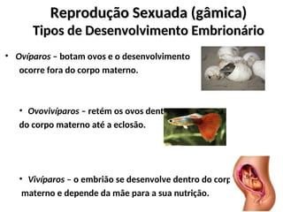 Reprodução Sexuada (gâmica)
Reprodução Sexuada (gâmica)
Tipos de Desenvolvimento Embrionário
Tipos de Desenvolvimento Embrionário
• Ovíparos – botam ovos e o desenvolvimento
ocorre fora do corpo materno.
• Ovovivíparos – retém os ovos dentro
do corpo materno até a eclosão.
• Vivíparos – o embrião se desenvolve dentro do corpo
materno e depende da mãe para a sua nutrição.
 