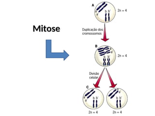 Mitose
Mitose
 