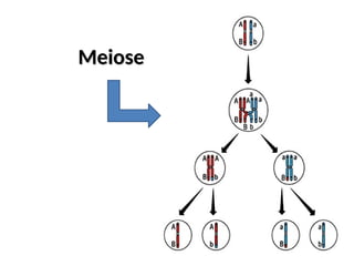Meiose
Meiose
 