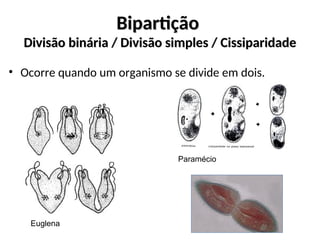 Bipartição
Bipartição
Divisão binária / Divisão simples / Cissiparidade
Divisão binária / Divisão simples / Cissiparidade
Euglena
Paramécio
• Ocorre quando um organismo se divide em dois.
 