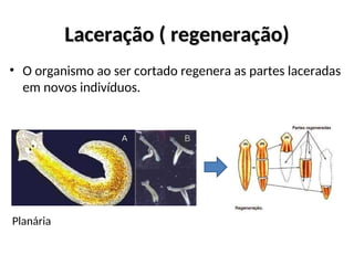 Laceração ( regeneração)
Laceração ( regeneração)
• O organismo ao ser cortado regenera as partes laceradas
em novos indivíduos.
Planária
 