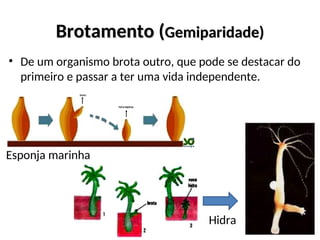 Brotamento (
Brotamento (Gemiparidade)
Gemiparidade)
• De um organismo brota outro, que pode se destacar do
primeiro e passar a ter uma vida independente.
Hidra
Esponja marinha
 