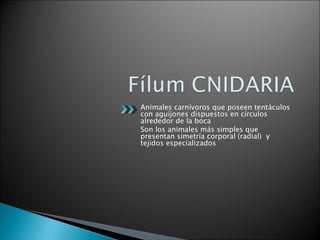 Animales carnívoros que poseen tentáculos con aguijones dispuestos en círculos alrededor de la boca Son los animales más simples que presentan simetría corporal (radial)  y tejidos especializados 