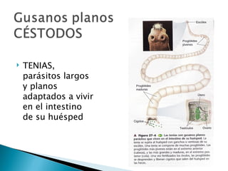 TENIAS, parásitos largos y planos adaptados a vivir en el intestino de su huésped 