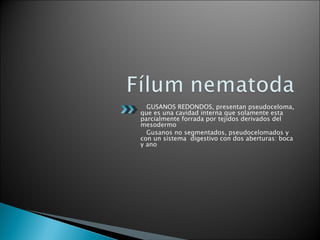 GUSANOS REDONDOS, presentan pseudoceloma, que es una cavidad interna que solamente esta parcialmente forrada por tejidos derivados del mesodermo Gusanos no segmentados, pseudocelomados y con un sistema  digestivo con dos aberturas: boca y ano 