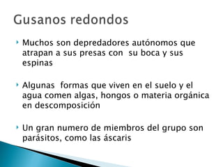 Muchos son depredadores autónomos que atrapan a sus presas con  su boca y sus espinas Algunas  formas que viven en el suelo y el agua comen algas, hongos o materia orgánica en descomposición Un gran numero de miembros del grupo son parásitos, como las áscaris 