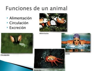 Alimentación Circulación Excreción 