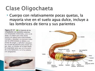 Cuerpo con relativamente pocas quetas, la mayoría vive en el suelo agua dulce, incluye a las lombrices de tierra y sus parientes 