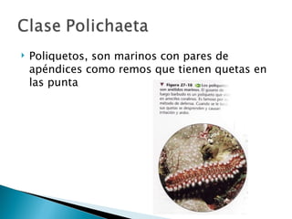 Poliquetos, son marinos con pares de apéndices como remos que tienen quetas en las punta 