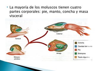 La mayoría de los moluscos tienen cuatro partes corporales:  pie, manto, concha y masa visceral 