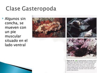 Algunos sin concha, se mueven con un pie muscular situado en el lado ventral 