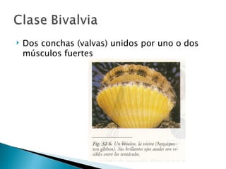 Dos conchas (valvas) unidos por uno o dos músculos fuertes 