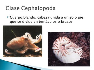 Cuerpo blando, cabeza unida a un solo pie que se divide en tentáculos o brazos 