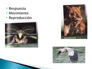 Respuesta Movimiento Reproducción 