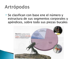 Se clasifican con base ene el número y estructura de sus segmentos corporales y apéndices, sobre todo sus piezas bucales 