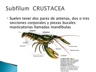 Suelen tener dos pares de antenas, dos o tres secciones corporales y piezas bucales masticatorias llamadas mandíbulas 