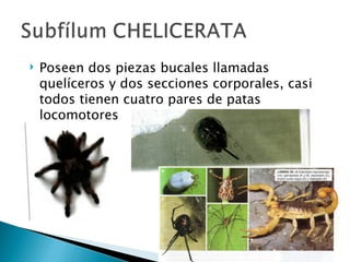 Poseen dos piezas bucales llamadas quelíceros y dos secciones corporales, casi todos tienen cuatro pares de patas locomotores 