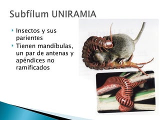 Insectos y sus parientes Tienen mandíbulas, un par de antenas y apéndices no ramificados 