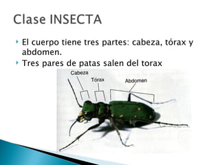 El cuerpo tiene tres partes: cabeza, tórax y abdomen. Tres pares de patas salen del torax 